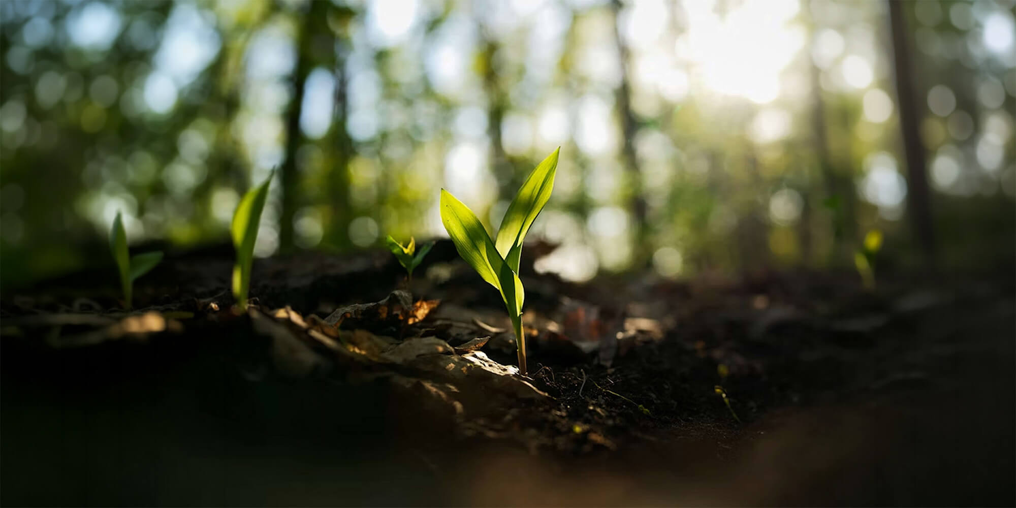A small green plant seedling sprouting from dark soil in a sunlit forest.